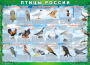 Комплект таблиц "Птицы России (4 листа)" (100х140 сантиметров, винил) - fgospostavki.ru - Яблоновский