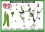 Комплект таблиц "Ознакомление с окружающим миром 1-4 класс" - fgospostavki.ru - Яблоновский